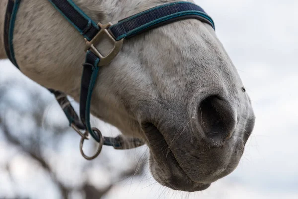 Zbliżenie głowy białego konia - nozdrza — Zdjęcie stockowe
