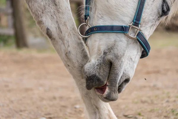 Paardenkleding - close-up — Stockfoto