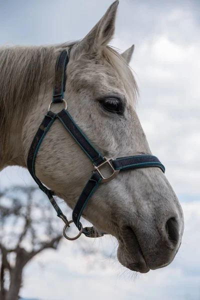 白い馬の頭にブリドル — ストック写真