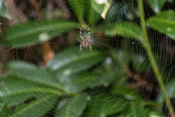 大蜘蛛在网上等着捕食 巨大的蜘蛛 — 图库照片