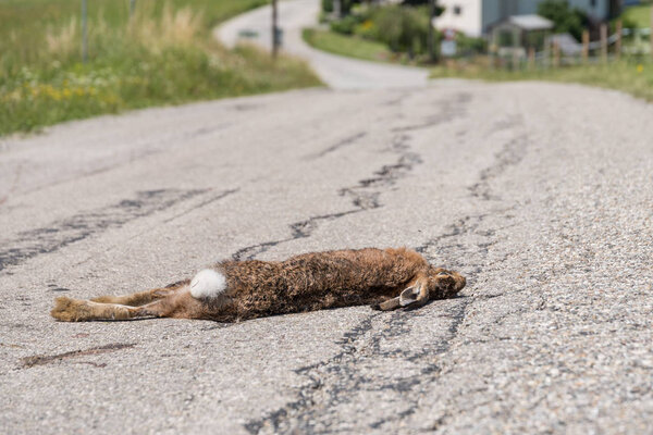 Game accident due to collision - rabbit lies dead on the street