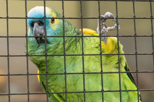 Parrot with bright colors in the bird cage - close-up