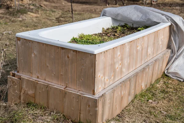 Bañera Sostenible Utilizada Como Cama Elevada Despertar Primaveral Upcycling Jardín —  Fotos de Stock