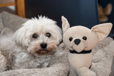 small dog has found a small stuffed dog as a partner clipart