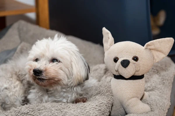 Pequeño Perro Blanco Relaja Junto Pequeño Perro Peluche —  Fotos de Stock