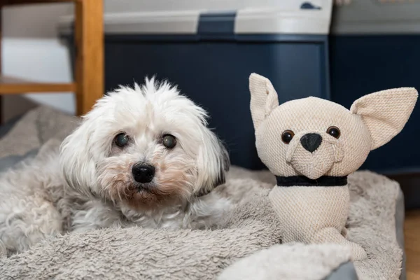 Pequeño Perro Blanco Encuentra Junto Pequeño Perro Peluche —  Fotos de Stock