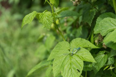 Mavi yusufçuklar yeşil bitkide çiftleşirler - çiftleşirler