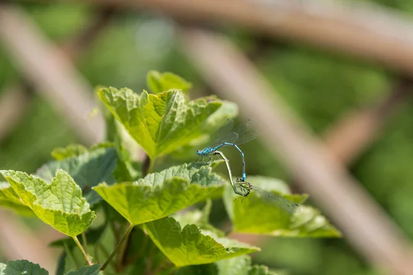 Blue Dragonflies Mate Green Plant Mating Dragonflies — Stock Photo, Image