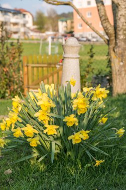 Bahçede erken açan sarı nergis - Mart kupası ile bahar
