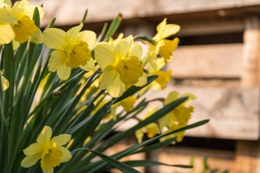 Sarı nergis güneş ve gölgede - Mart kupası bahçede
