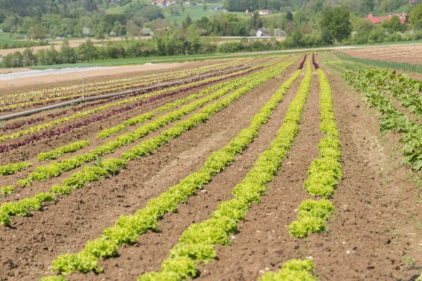Cultivo Alface Agricultura Biológica Alface Campo — Fotografia de Stock