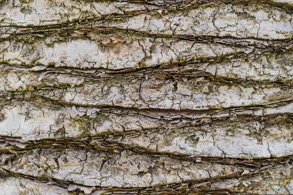 Rinde Einer Palme Als Detail Und Hintergrund — Stockfoto