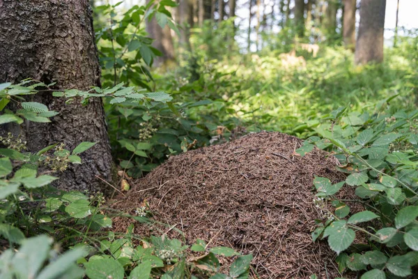 Formigas Florestais Formigueiro Grande Meio Floresta Construção Formigas — Fotografia de Stock