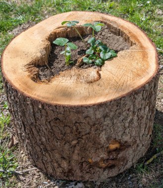 Ağaç gövdesi içi boş, bahçe süsü olarak çilek ekilmiş.