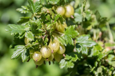 ripe green gooseberries on the bush at harvest time - close-up clipart