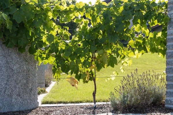 Grapevine as a living fence and privacy screen - vine