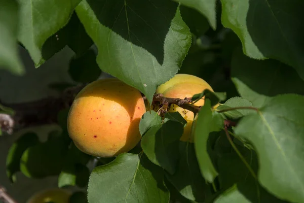 Albicocca Matura Sull Albero Prima Della Raccolta Dei Frutti Primo — Foto Stock