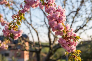 Japon kirazına yakın plan - gül çiçekli kiraz.