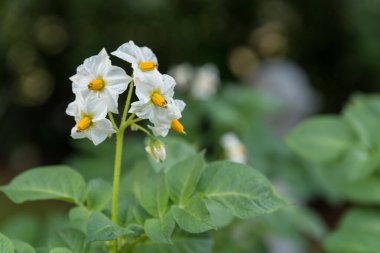 Bir sebze çiftçisinin çiçekli patatesi - hasat zamanı organik sebze tarımı