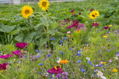 Türlerin korunması ve böcek gıdaları için çeşitli çayırlarda çiçek açarlar.