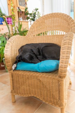 Black dog relaxes on rattan chair - favorite place and sleeping place clipart