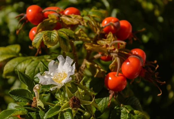Rose Hip Blooming Numerous Fruits Close — Stock Photo, Image