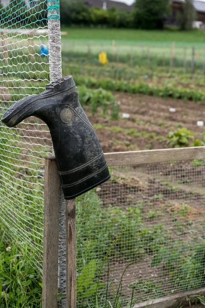 Waterproof work shoes hang on the garden fence ready for gardening - rubber boots
