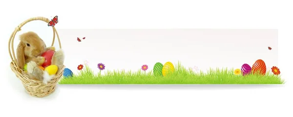 Vicces színes húsvéti háttér — Stock Fotó