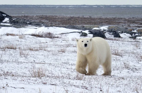 Polar bears in Churchill, Manitoba, Canada awaiting the return of sea ice. Climate change.