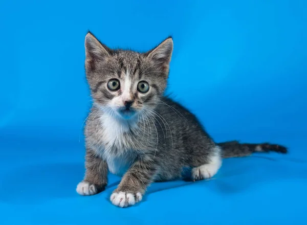Striped with white frightened kitten sitting on blue — Stock Photo, Image