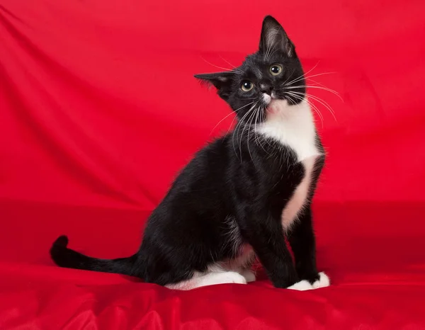Negro y blanco manchado gatito se sienta en rojo — Foto de Stock