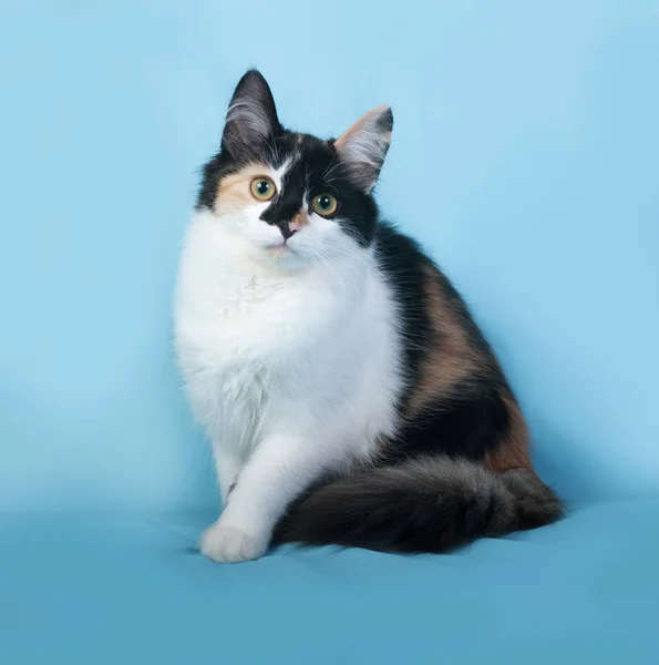 Üç renkli kedi mavi üzerinde oturur — Stok fotoğraf