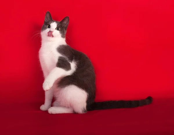 Chat tacheté blanc et gris assis sur rouge — Photo