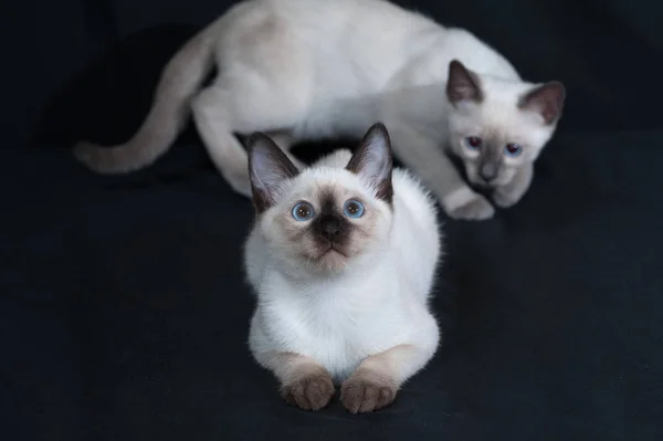 Zwei thailändische Kätzchen mit blauen Augen spielen auf schwarz — Stockfoto