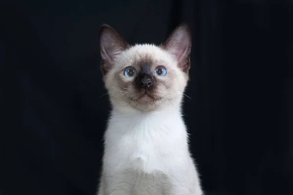 Thailändska kattunge med blå ögon sitter på svart — Stockfoto