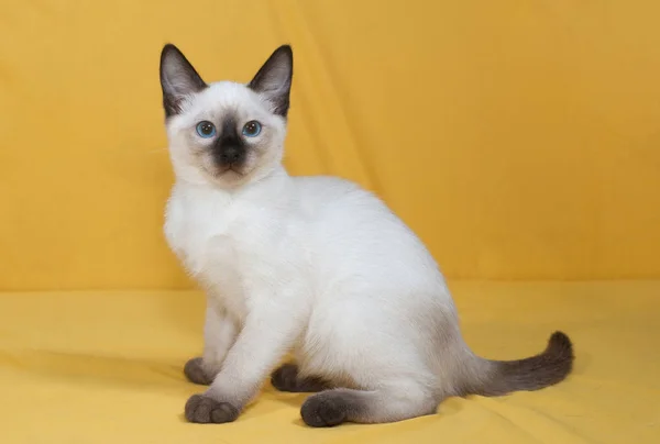 Thailändska kattunge med blå ögon sitter på gul — Stockfoto