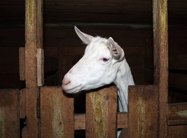 Saanen white goat in barn — Stock Photo, Image