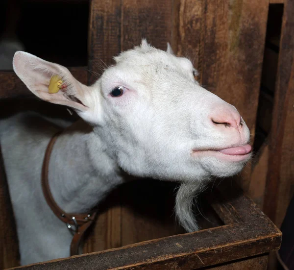 Saanen weiße Ziege im Stall — Stockfoto