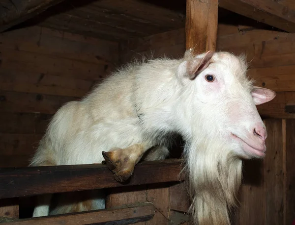 Saanen weiße Ziege im Stall — Stockfoto