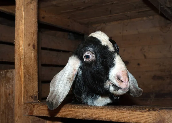 Nubian black and white goat in barn — Stock Photo, Image