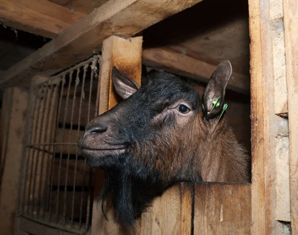 Swiss brown goat in barn — Stock Photo, Image