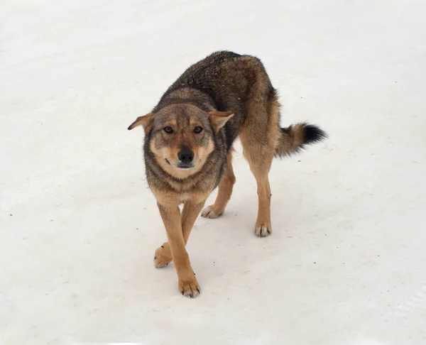 Barna hajléktalan kutya áll a hó — Stock Fotó