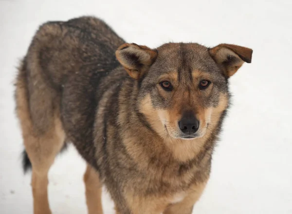 Brun hemlösa hunden står på snö — Stockfoto