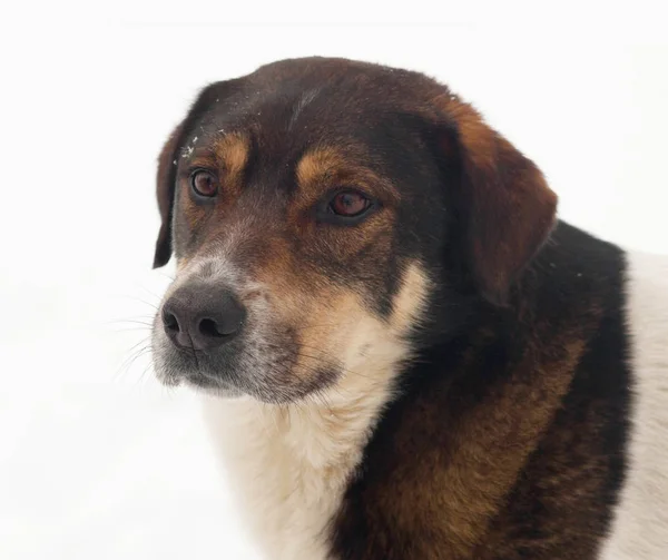 Brown manchado cão de pé na neve — Fotografia de Stock