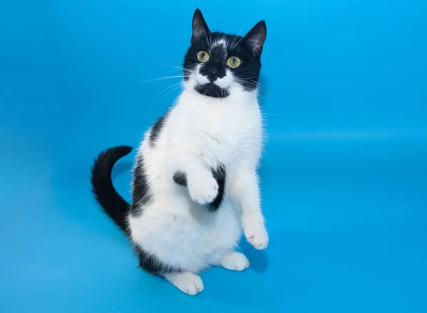 Gato preto e branco está de pé em suas pernas traseiras no backgro azul — Fotografia de Stock