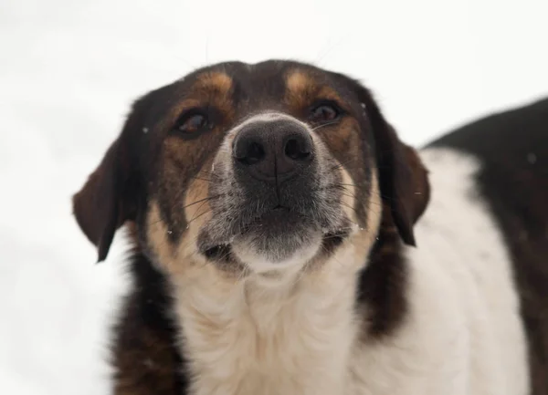 Brown manchado cão de pé na neve — Fotografia de Stock