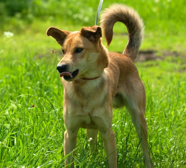Perro rojo con su lengua sobresaliendo de pie en la hierba y mira —  Fotos de Stock