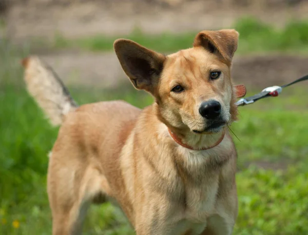 Perro rojo con correa en la hierba —  Fotos de Stock
