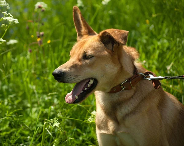 Red dog standing on leash in grass — Stock Photo, Image