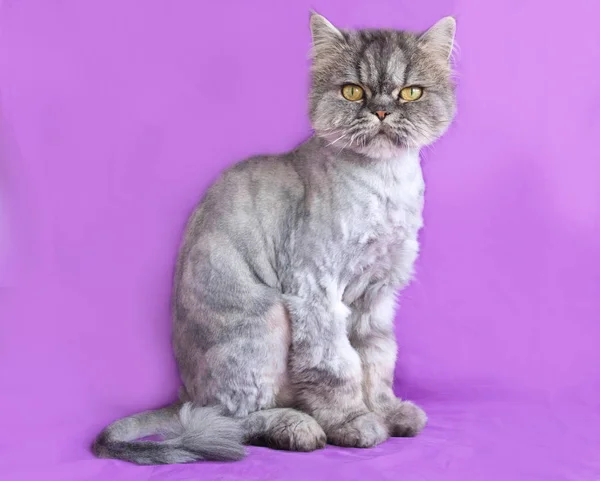 Gray Persian cat sitting on purple — Stock Photo, Image